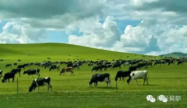 呼伦贝尔大草原旅游景点,呼伦贝尔景点合集