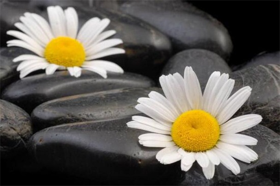 家里好养的植物有哪些,家里室内适合养的植物