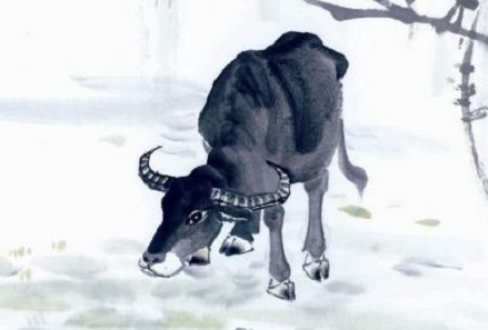 1961属牛2019年运势及运程,1961年的属牛人明年的运势如何