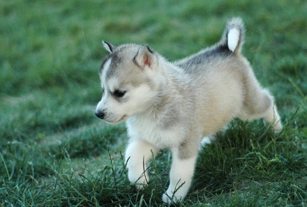 1970年属狗的人2019年运势及运程,1970年的属狗人今年的运势