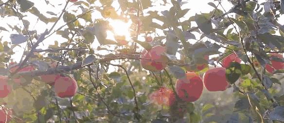 《12316三农热线》红红的脸蛋长斑啦，该咋整啊~