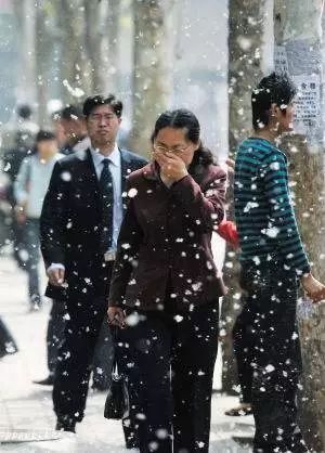 本应改善环境的城市绿植，为何成了“恼人的柳絮”？
