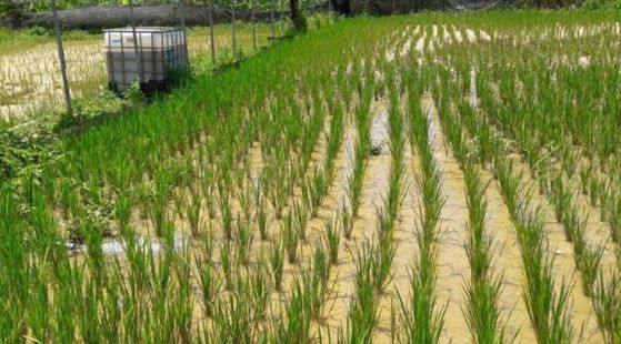 暴雨受灾地区可以自救么,暴雨农作物受灾地区有哪些