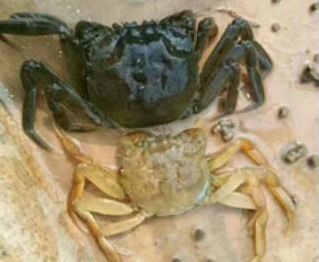 养殖的螃蟹如何快速繁殖,养殖的高体螃蟹