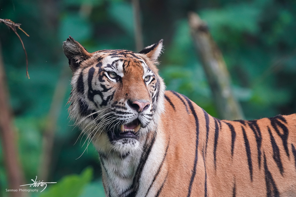 索尼FE600mmF4GMOSS广州长隆动物园第一手试拍