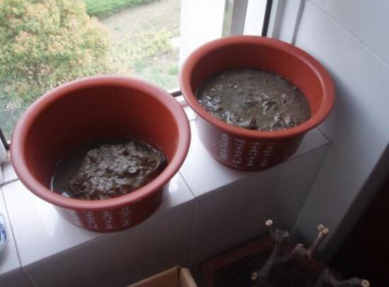 碗莲苗怎么入土,碗莲入土后怎么养