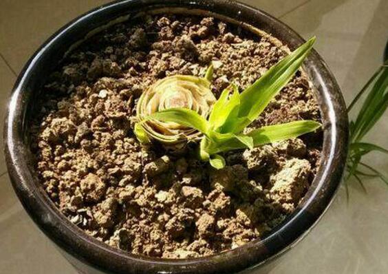 鸿运当头侧芽怎么才能开花,鸿运当头侧芽怎么栽培