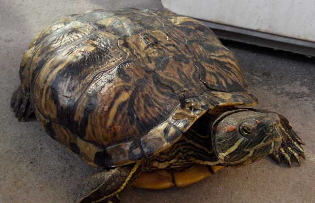 乌龟怎么看年龄,巴西乌龟几岁下蛋