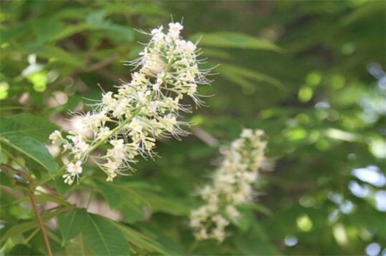 艾草长什么样子图片大全,艾草的种类有多少图片