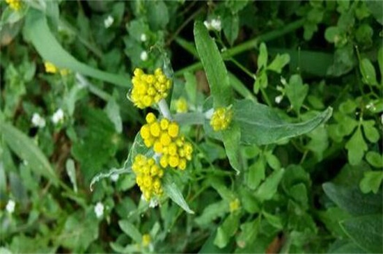 艾草长什么样子图片大全,艾草的种类有多少图片