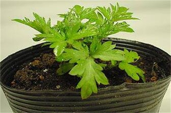 艾草长什么样子图片大全,艾草的种类有多少图片