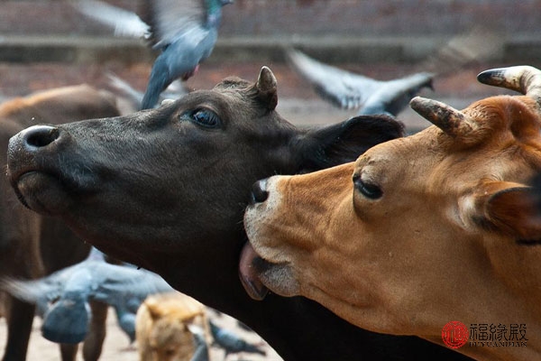 87年属兔男和85年属牛女婚姻如何,85年属牛男与92年属猴女婚姻怎样