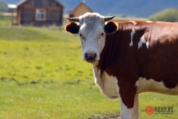 牛和狗的属相合不合怎么破解,牛和狗属相合不合