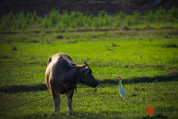 85年的属牛女的婚姻状况,85年属牛的和97年属牛婚姻相配吗
