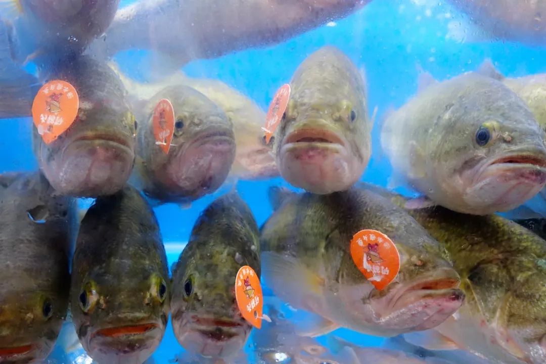 广州帝王蟹去哪买,番禺帝王蟹