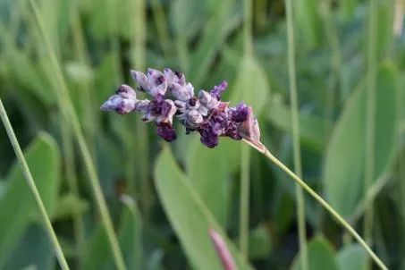 瀹夊笀澶ц瓒呰秺瀹夊ぇ,瀹夊笀澶у畨鍐滃ぇ