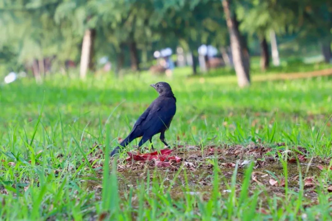 瀹夊笀澶ц瓒呰秺瀹夊ぇ,瀹夊笀澶у畨鍐滃ぇ