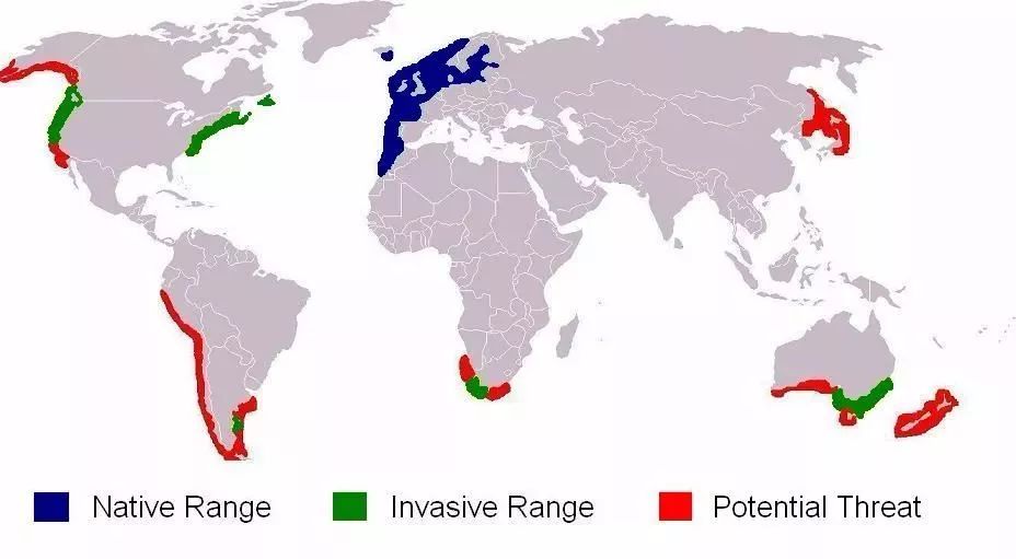 超级凶的青蟹,澳洲青蟹泛滥成灾