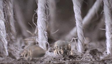 1招搞掂全柜内衣裤!日式收纳神器,告别*处私**脏乱细菌