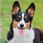 招商南油股吧同花顺,招商南油历史最高价