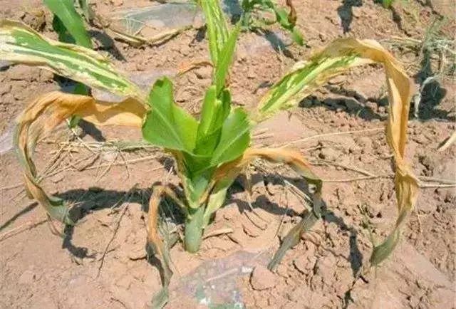 化肥烧苗特大案件,化肥烧苗是什么原因引起的