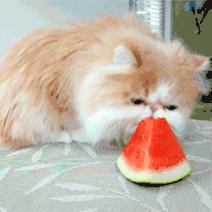 老苏州人喜欢的美食,苏州美食小时候的味道