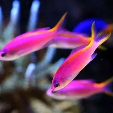 海金鱼状态不好怎么处理,草金鱼养着养着褪色了是怎么回事