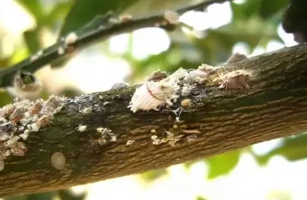 柑橘高温高湿有什么影响,柑橘夏季高温天气打药注意什么