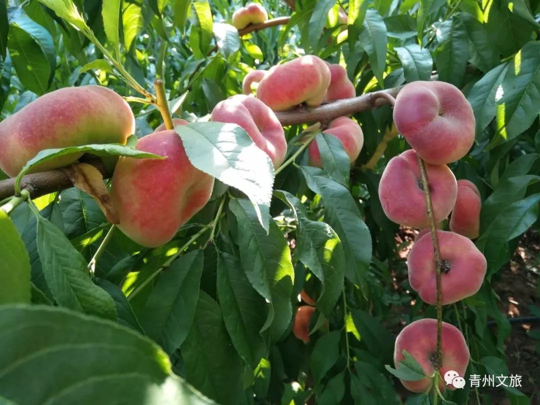 青州有什么商品,青州旅游购物