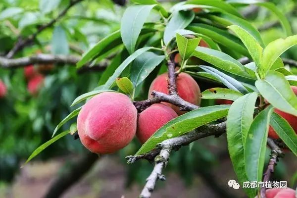红桃子,红桃子成熟季节