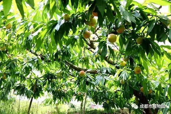 红桃子,红桃子成熟季节