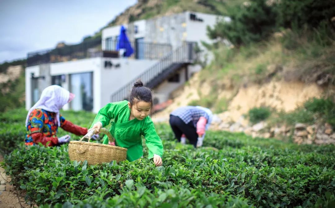 茶园主题民宿,茶园最好的民宿