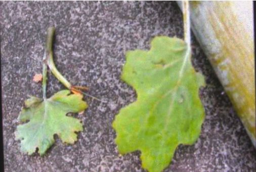 牙痛名医治疗案例,治牙痛偏方绝招立竿见影