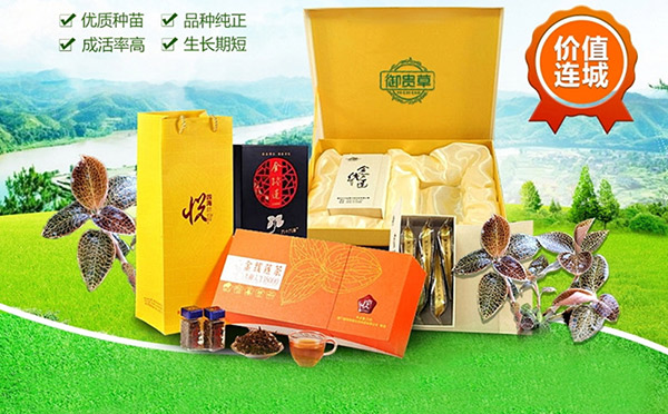 贵州金线莲生态种植,贵州华科金农农业有限公司