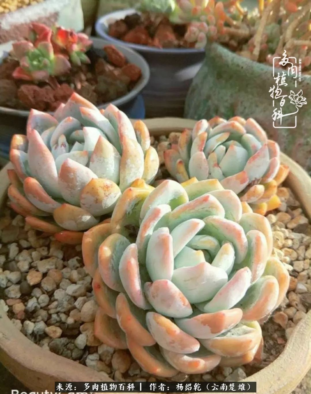 梦中的多肉植物,梦中的多肉花园图片