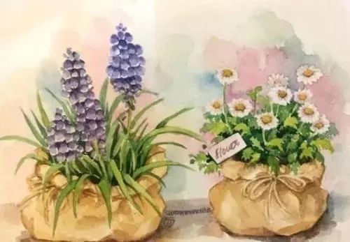 纸上种菜新手步骤,纸上种菜种子浸泡方法