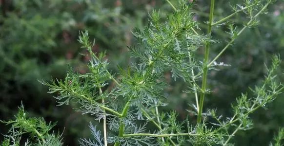 自豪！广西助攻屠呦呦团队造“中国神药”已救助全球2400多万重症疟疾患者