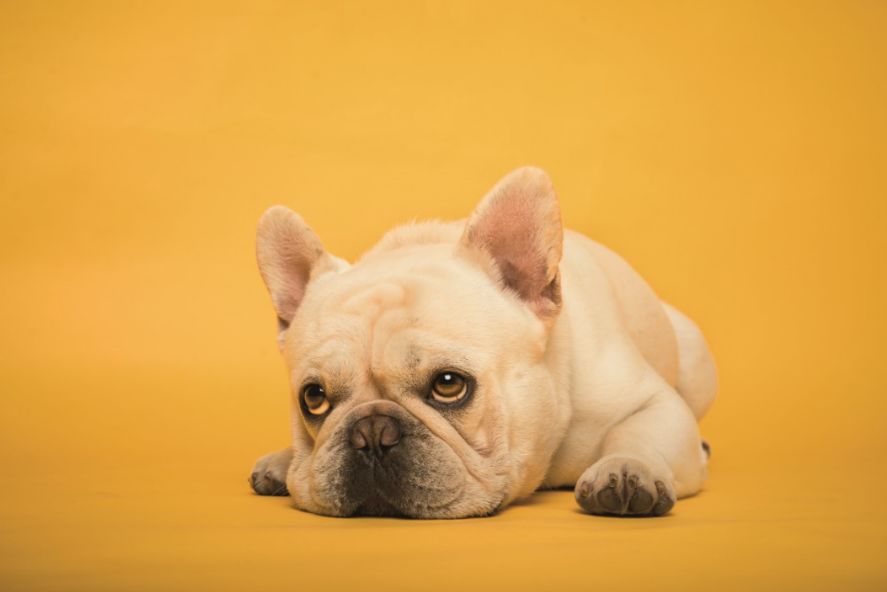 对于宠物死亡最美好的诠释,宠物的生命一样值得好好对待