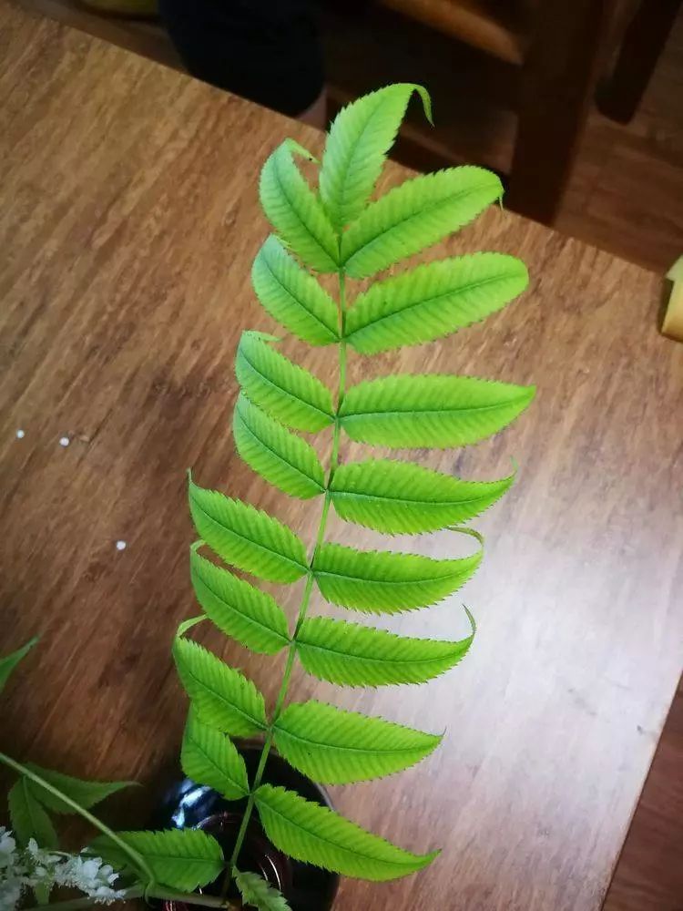 华北珍珠梅的解剖图,雪白雪白的梅花