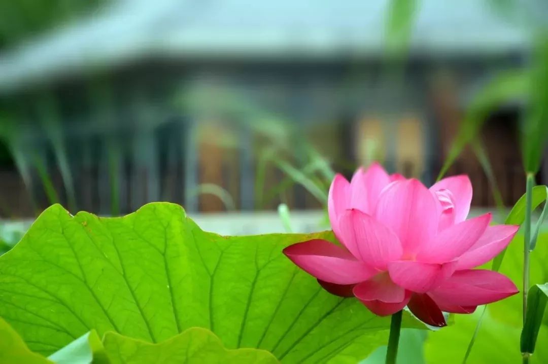 上海赏荷花最好的地方,上海秋冬拍荷花最佳地点