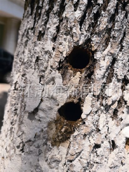 行道树天牛,行道树天牛虫害