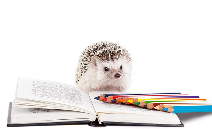 孝感金刺龟养殖视频曝光,合肥金龟刺猬养殖