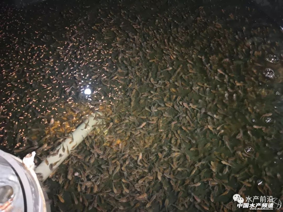 墨瑞鳕养殖成本,墨瑞鳕工厂化循环水养殖