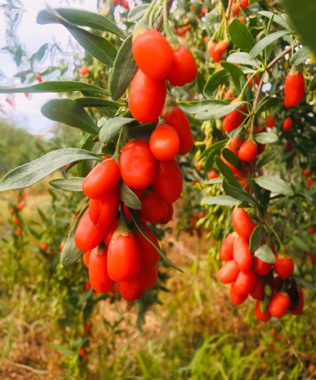 【*疆新**是个好地方·达人西游第6季】精河的美，你想象不到！