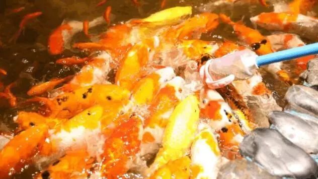 普通门票疯狂动物城,假期打卡疯狂动物城