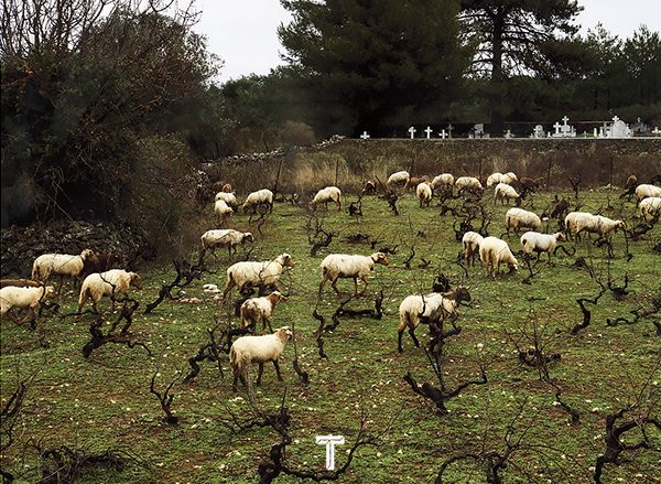 伊萨卡岛上摇曳的橄榄树林，带来了奥德修斯的声音，他没有死去