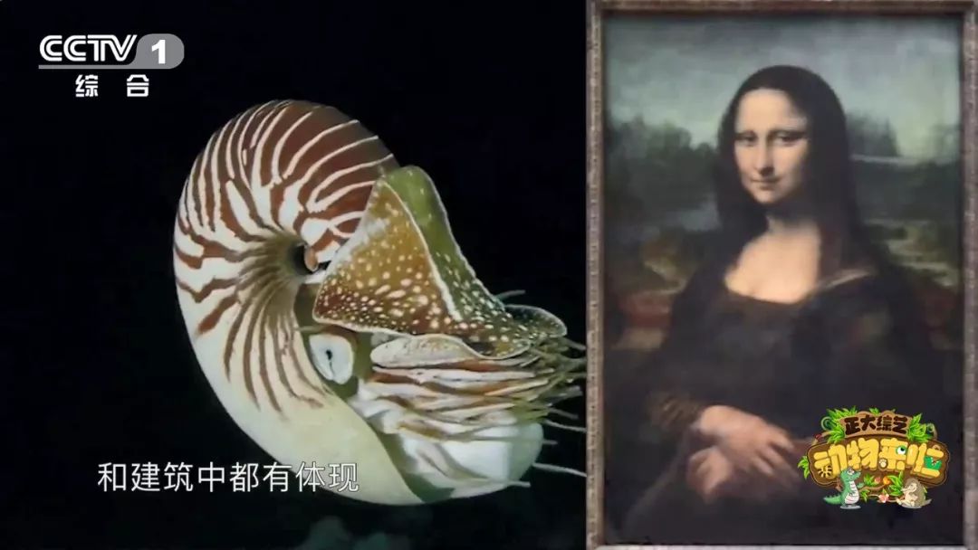 为啥大熊猫长大了那么脏不给糖,大熊猫为何会白化