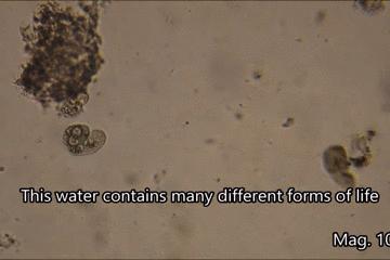 水中常见的藻类微生物图片,藏在水下的生物