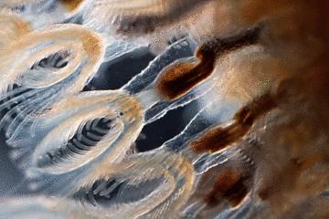 水中常见的藻类微生物图片,藏在水下的生物