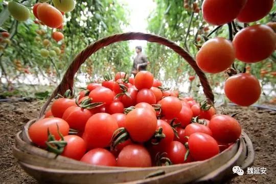 专家谈丨魏延安：《关于促进乡村产业振兴的指导意见》出台，农村电商如何为乡村振兴添翼助力？